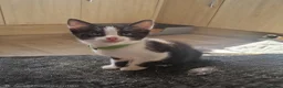 Turkish Angora cats for sale: Turkish angora x kittens  - Advert 10