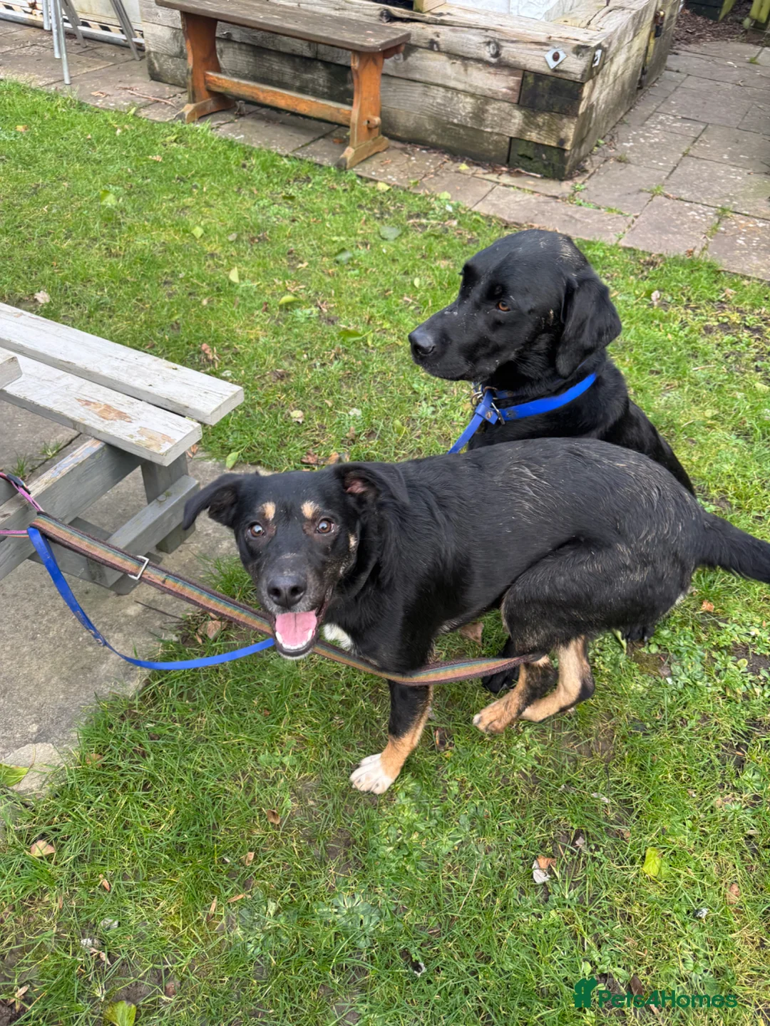 Mixed Breed dogs for sale: Stunning boy  - Advert 2