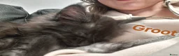 Maine Coon cats for sale: 8 GCCF Pedigree Maine Coon Kittens - Blue & Black  - Advert 18