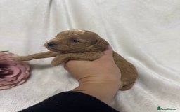 Toy Poodle dogs for sale: Stunning toy poodles  - Image 21