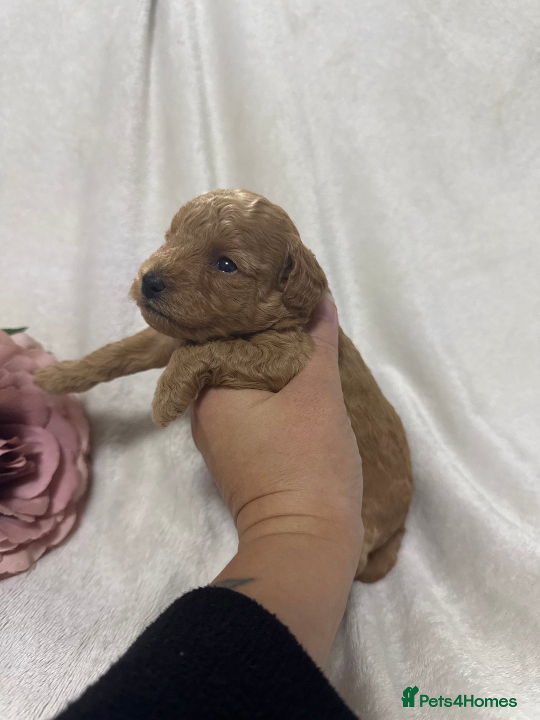 Toy Poodle dogs for sale: Stunning toy poodles  - Image 21