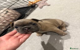 French Bulldog dogs for sale: Beautiful Boy Frenchie Puppy - Image 9