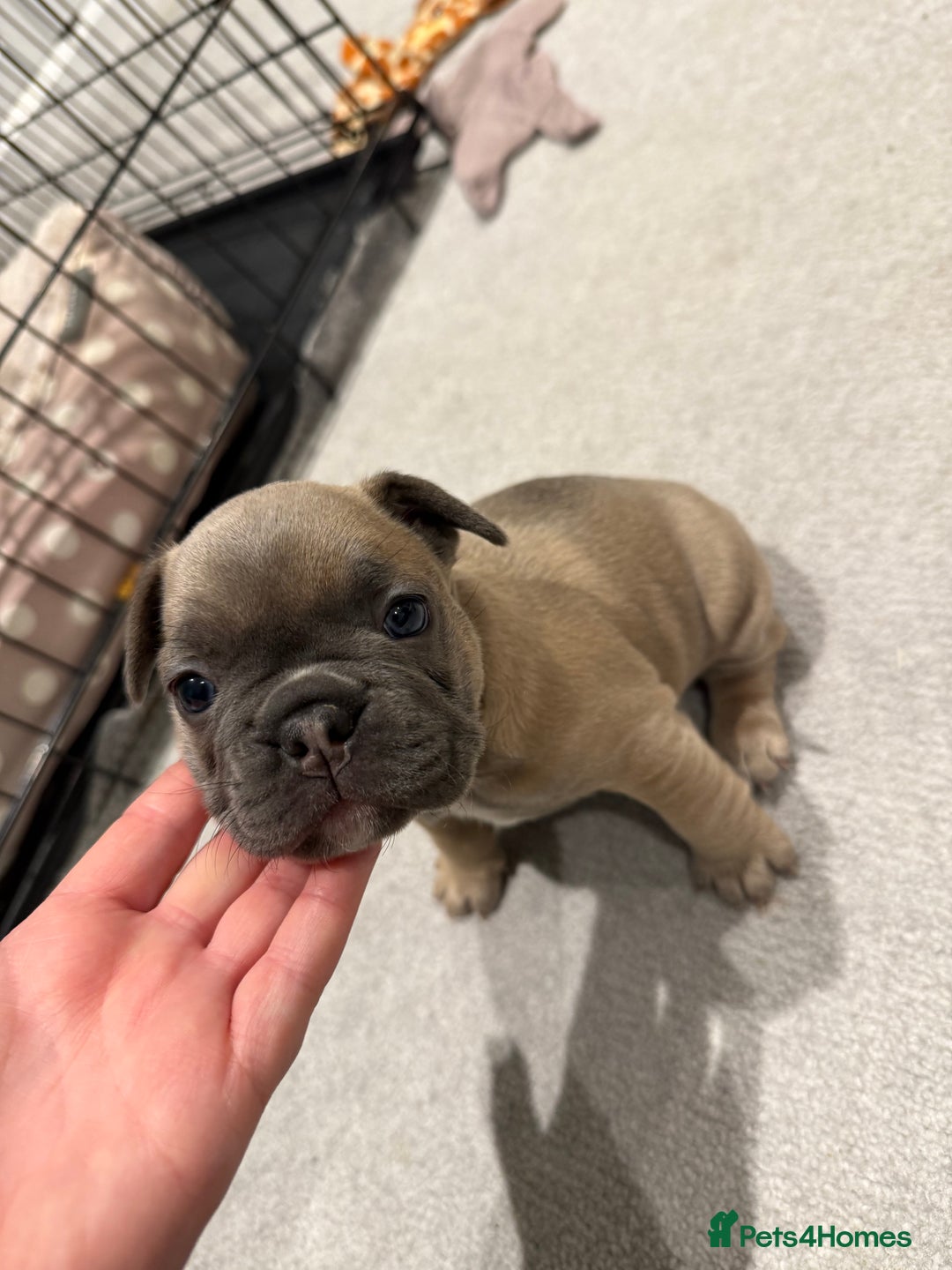 French Bulldog dogs for sale: Beautiful Boy Frenchie Puppy - Image 9