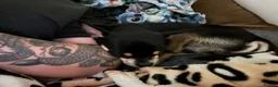 Chihuahua dogs for stud: Gorgeous male dog up for stud  in Cannock - Advert 2