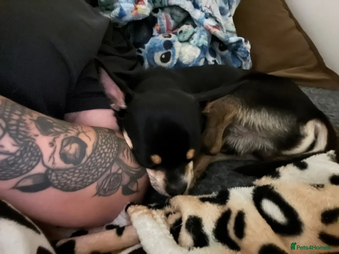 Chihuahua dogs for stud: Gorgeous male dog up for stud  in Cannock - Advert 2
