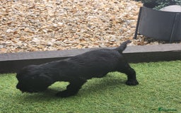 Sprocker dogs for sale: SPROCKER PUPPIES  - Image 6