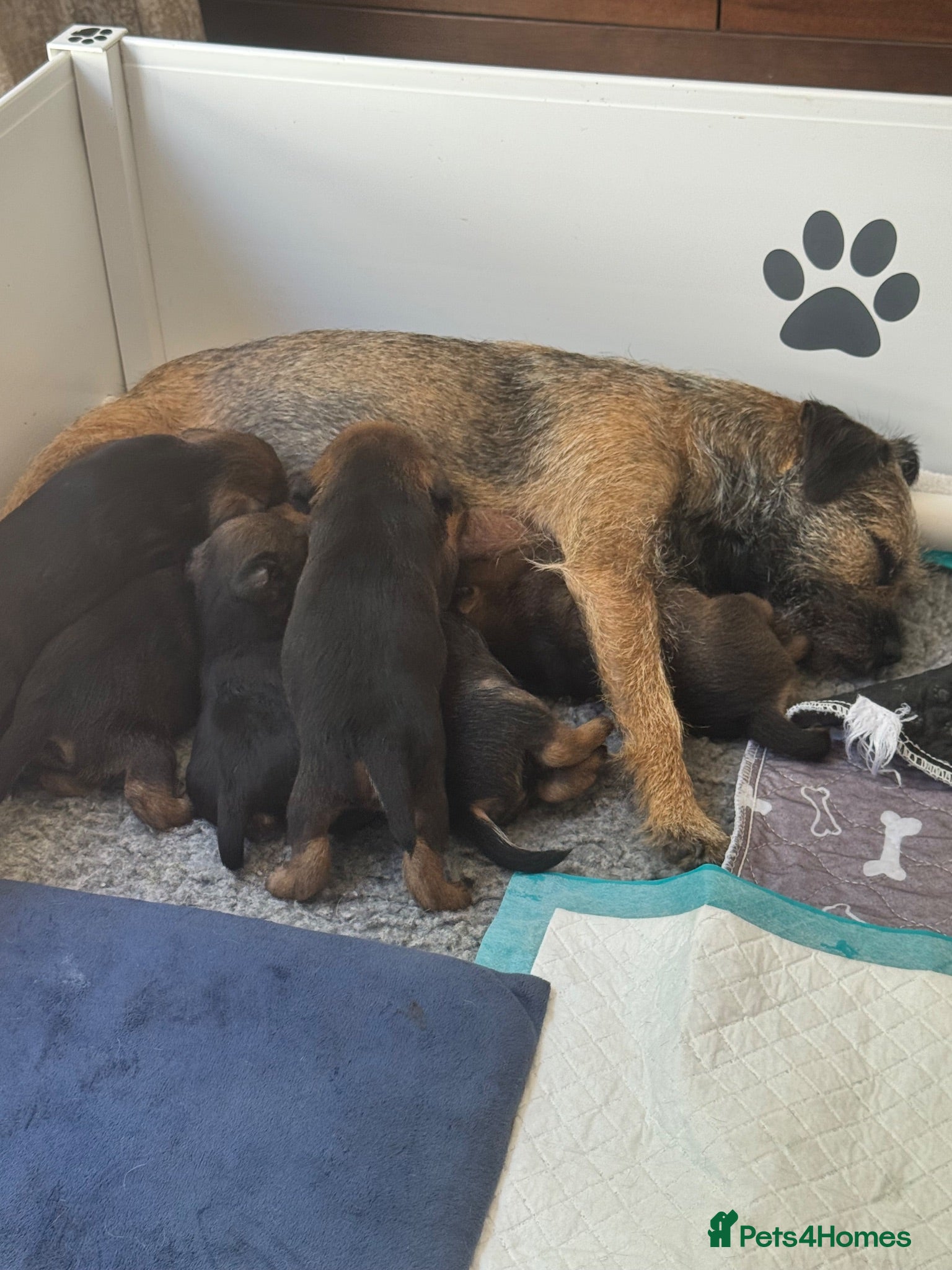 Border Terrier dogs Stunning KC Border terriers - Advert 1