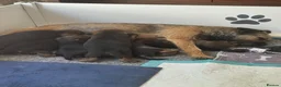 Border Terrier dogs for sale: Stunning KC Border terriers - Advert 1