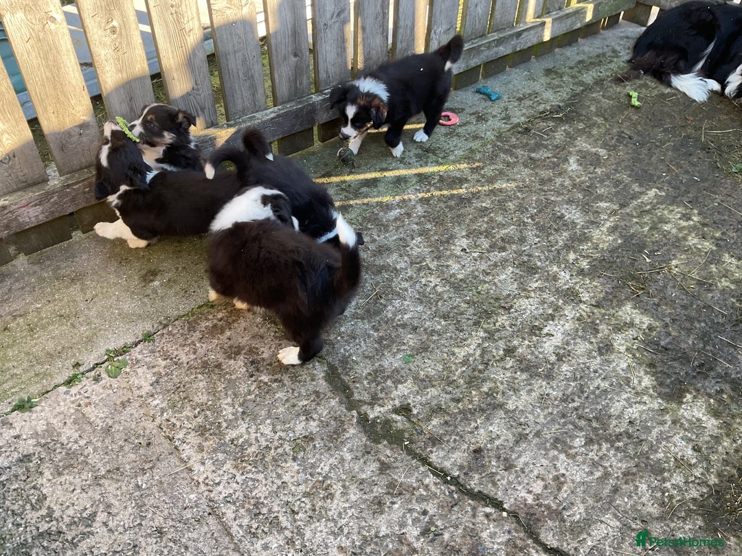 Border Collie dogs for sale: Border Collie puppies  - Image 13