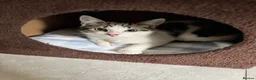 Mixed Breed cats for sale: Tabby cat for sale ready for caring household in Nelson - Advert 5