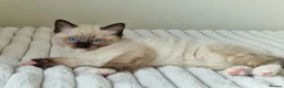 Ragdoll cats for sale: Adorable Ragdoll Kittens Looking For A New Home - Advert 30