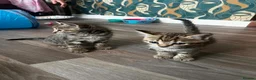 Domestic Shorthair cats for sale: Tabby kittens - Advert 5