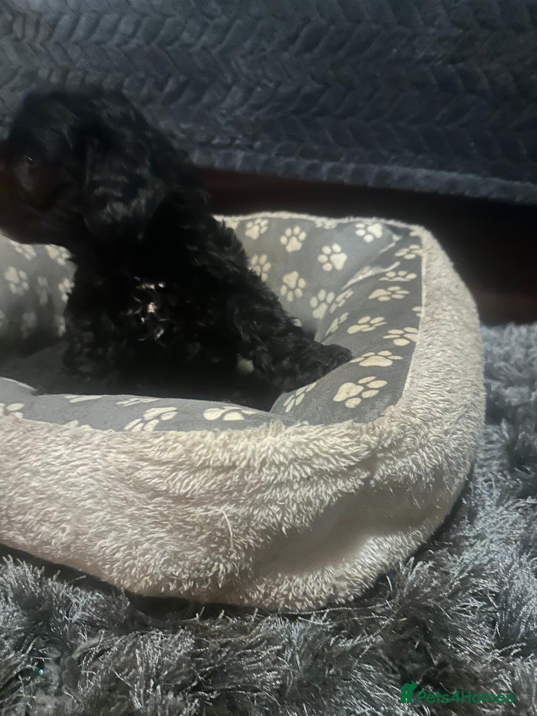 Cockapoo dogs for sale: F3 cockapoo puppies  - Advert 16