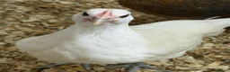 Chickens poultry for sale: Young chickens available  - Advert 6