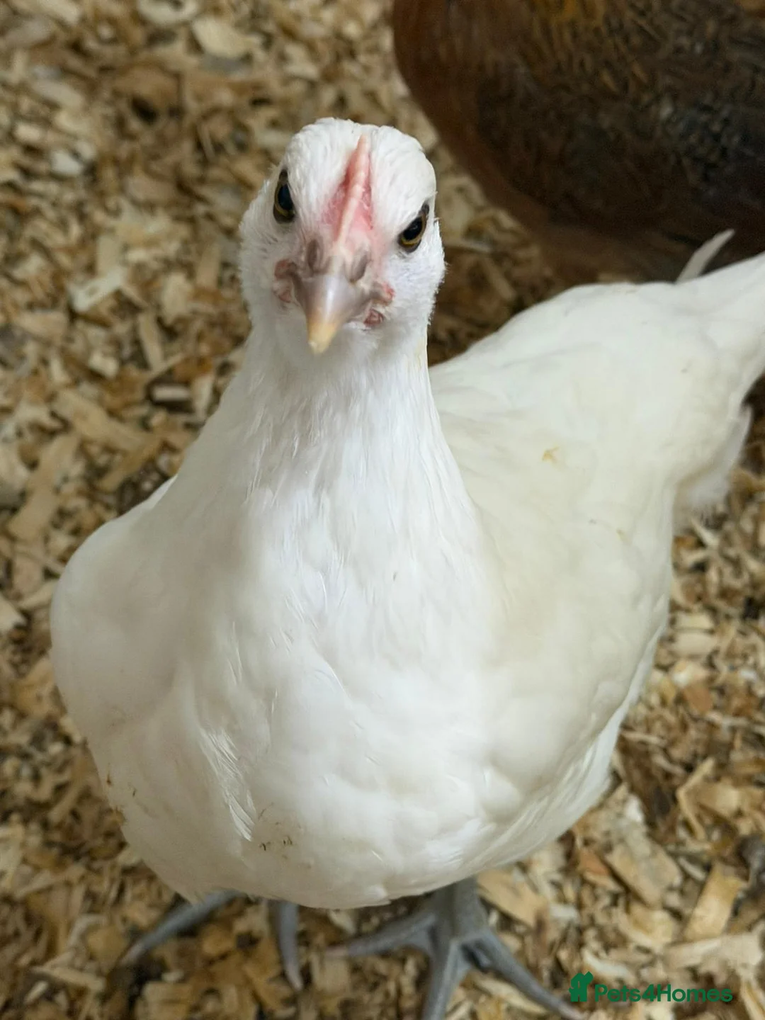 Chickens poultry for sale: Young chickens available  - Advert 6