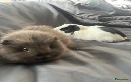 Guinea Pig rodents for sale: 2 guinea pigs  - Image 3