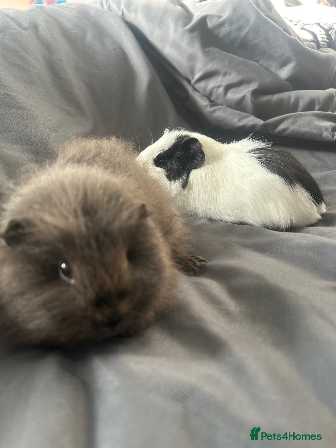 Guinea Pig rodents for sale: 2 guinea pigs  - Image 3