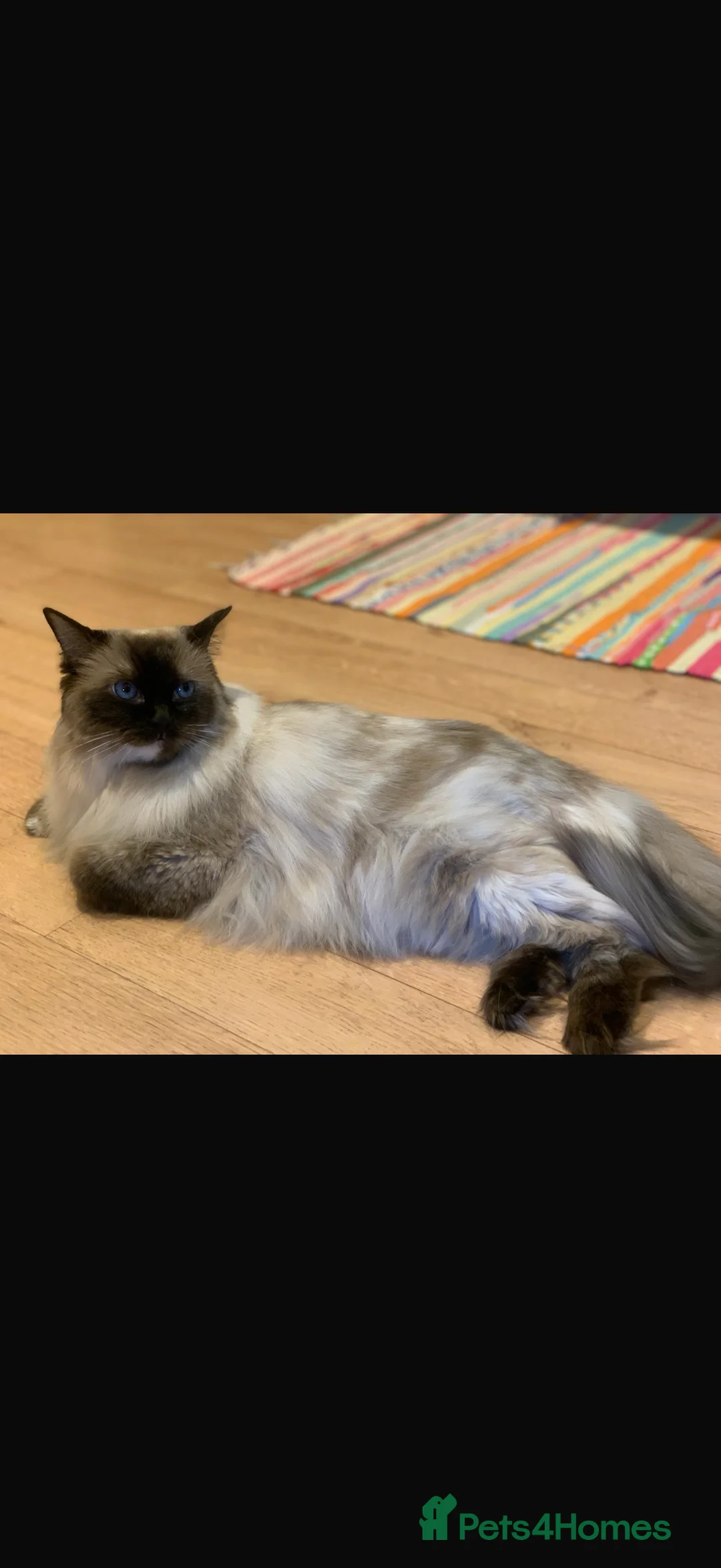 Ragdoll cats for sale: Kitty - Advert 5