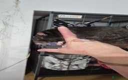 Rat rodents for sale: Pet rats with cage and accessories  - Advert 1