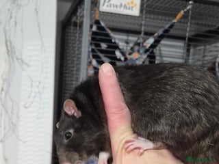 Rat rodents Pet rats with cage and accessories - Advert 3