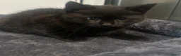 British Shorthair cats for sale: 🐾British short hair girl 🐾 - Advert 2