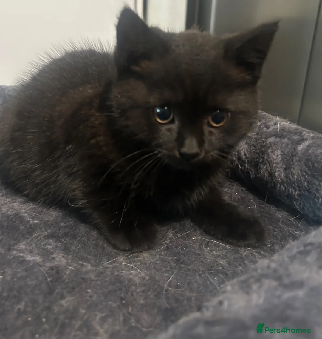 British Shorthair cats for sale: 🐾British short hair girl 🐾 - Advert 2