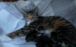 Mixed Breed cats for sale: Beautiful female kitten for sale - Advert 9