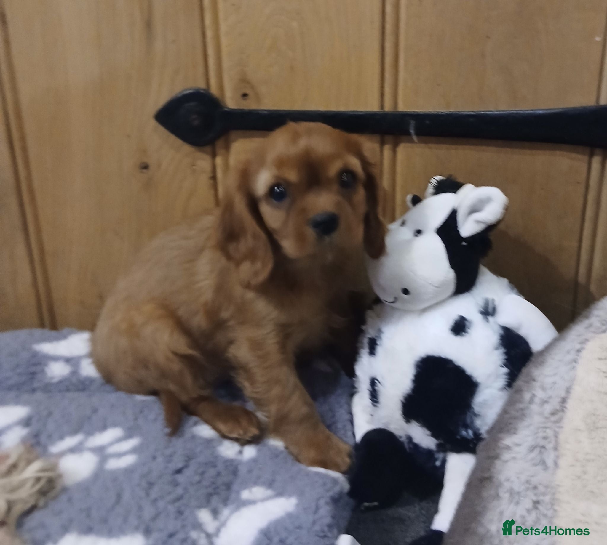 Cavalier King Charles Spaniel dogs  Health tested puppies ready now - Advert 2