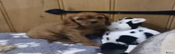 Cavalier King Charles Spaniel dogs for sale:  Health tested puppies ready now - Advert 3