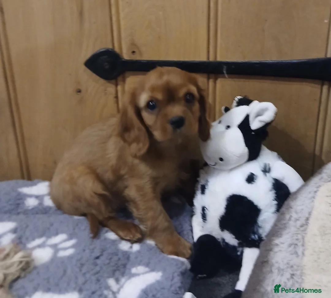 Cavalier King Charles Spaniel dogs for sale:  Health tested puppies ready now - Advert 2