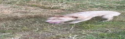 Lurcher dogs for sale: Wheaton x bull greyhound  - Advert 4