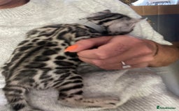 Bengal cats for sale: Pure bengal kittens - Image 7
