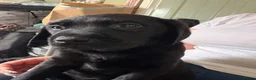 Labrador Retriever dogs for sale: Black Labrador bitch  - Advert 4