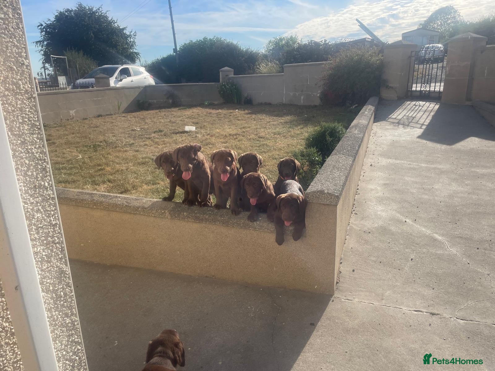 Labrador Retriever dogs ⭐️ 5 KC Female Chocolate Lab Puppies ⭐️ - Advert 2