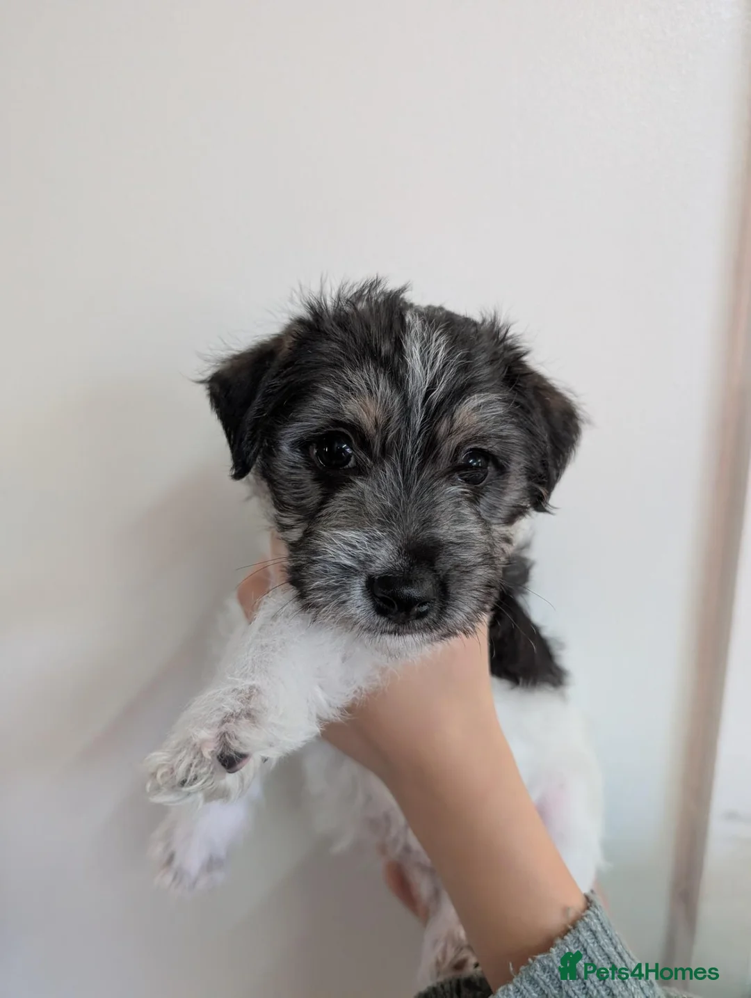 Mixed Breed dogs for sale: Oreo's Beautiful Puppies - Advert 16