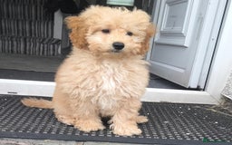 Poodle dogs for sale: Female puppy poodle 🩷 Liverpool - Image 1