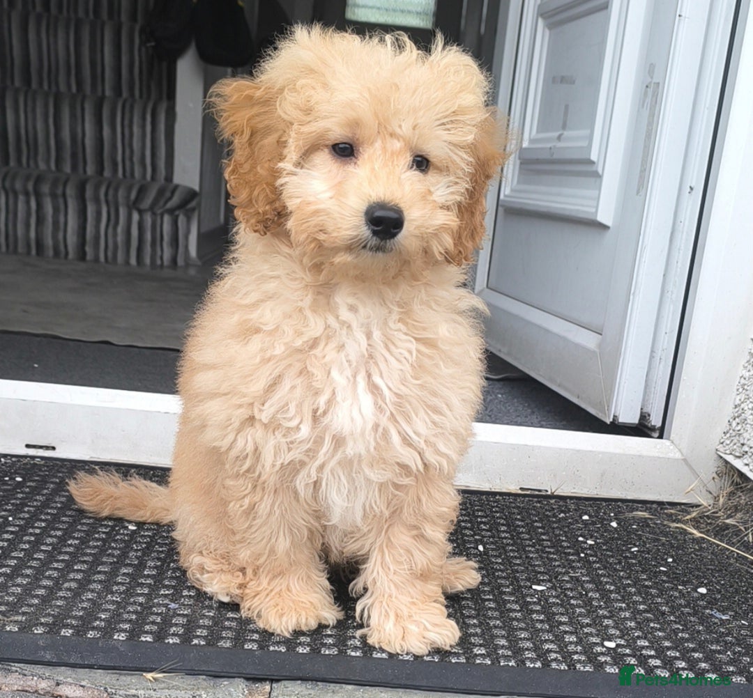 Poodle dogs for sale: Female puppy poodle 🩷 Liverpool - Image 1