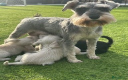 Miniature Schnauzer dogs for sale: *MINi SCHNAUZERS PUPPIES* - Image 7