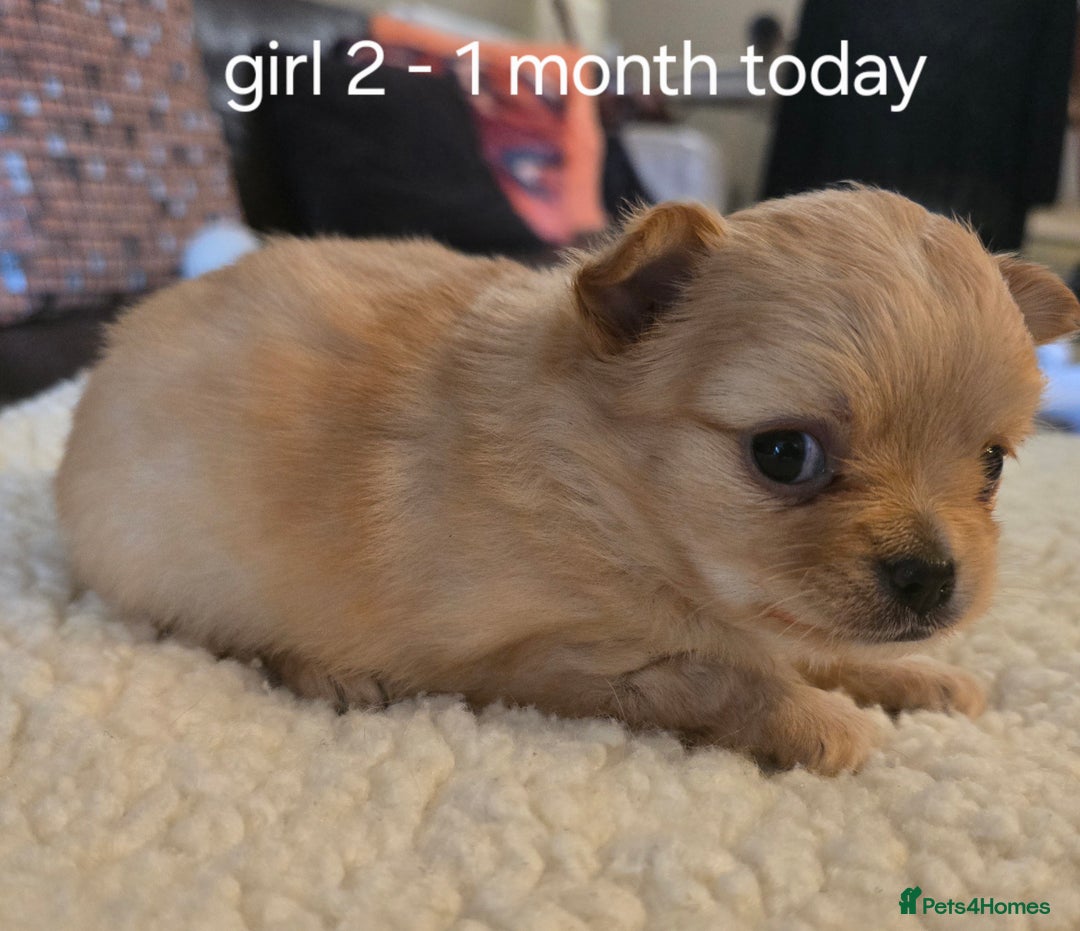Chihuahua dogs for sale: Chihuahua long coat puppies ...only BOY left - Image 14