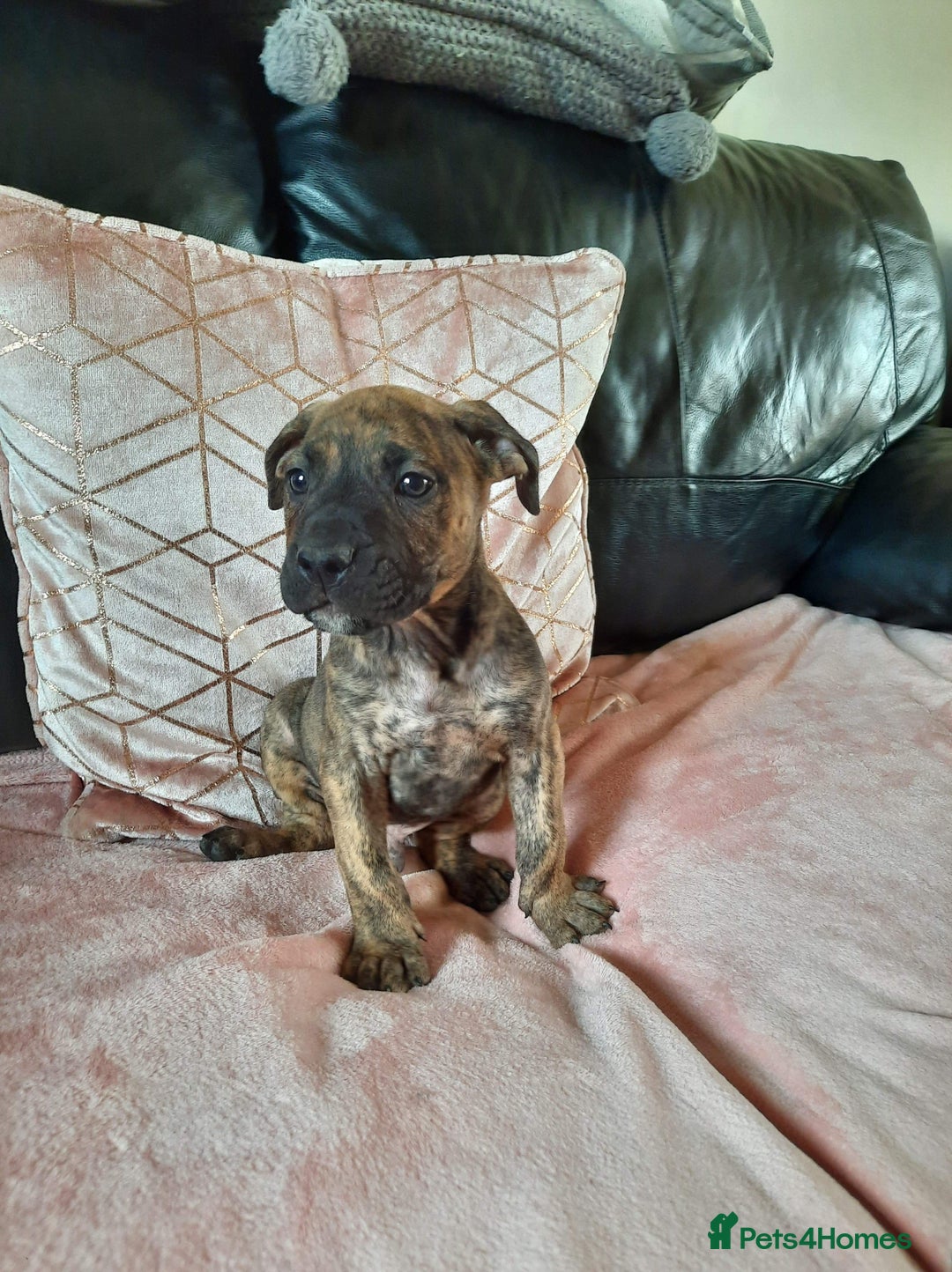 Presa Canario dogs for stud: STUD DOG presa canario pedigree reverse brindle - Image 10