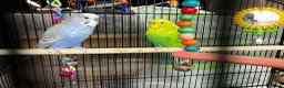 Budgerigars birds for sale: Two Lovely Budgies + Large Cage in Stafford - Advert 1