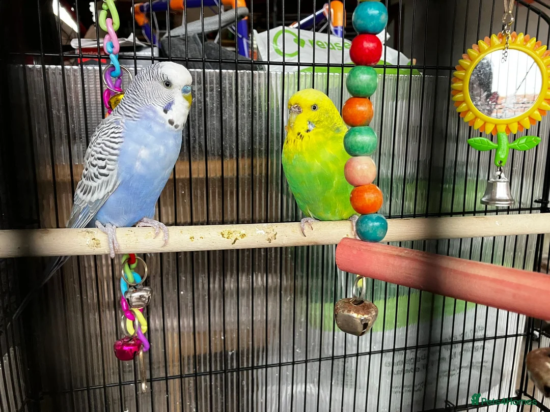 Budgerigars birds for sale: Two Lovely Budgies + Large Cage in Stafford - Advert 1