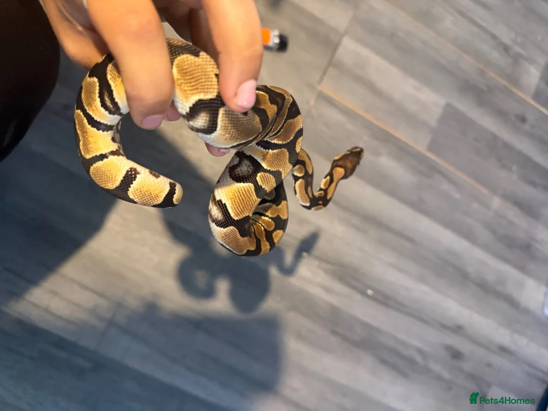 Python Snake reptiles for sale: 3 ball python  - Advert 5