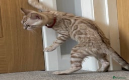 Bengal cats for sale: ❤️Outstanding Silver Mink❤️ Female Bengal TICA Reg - Image 6