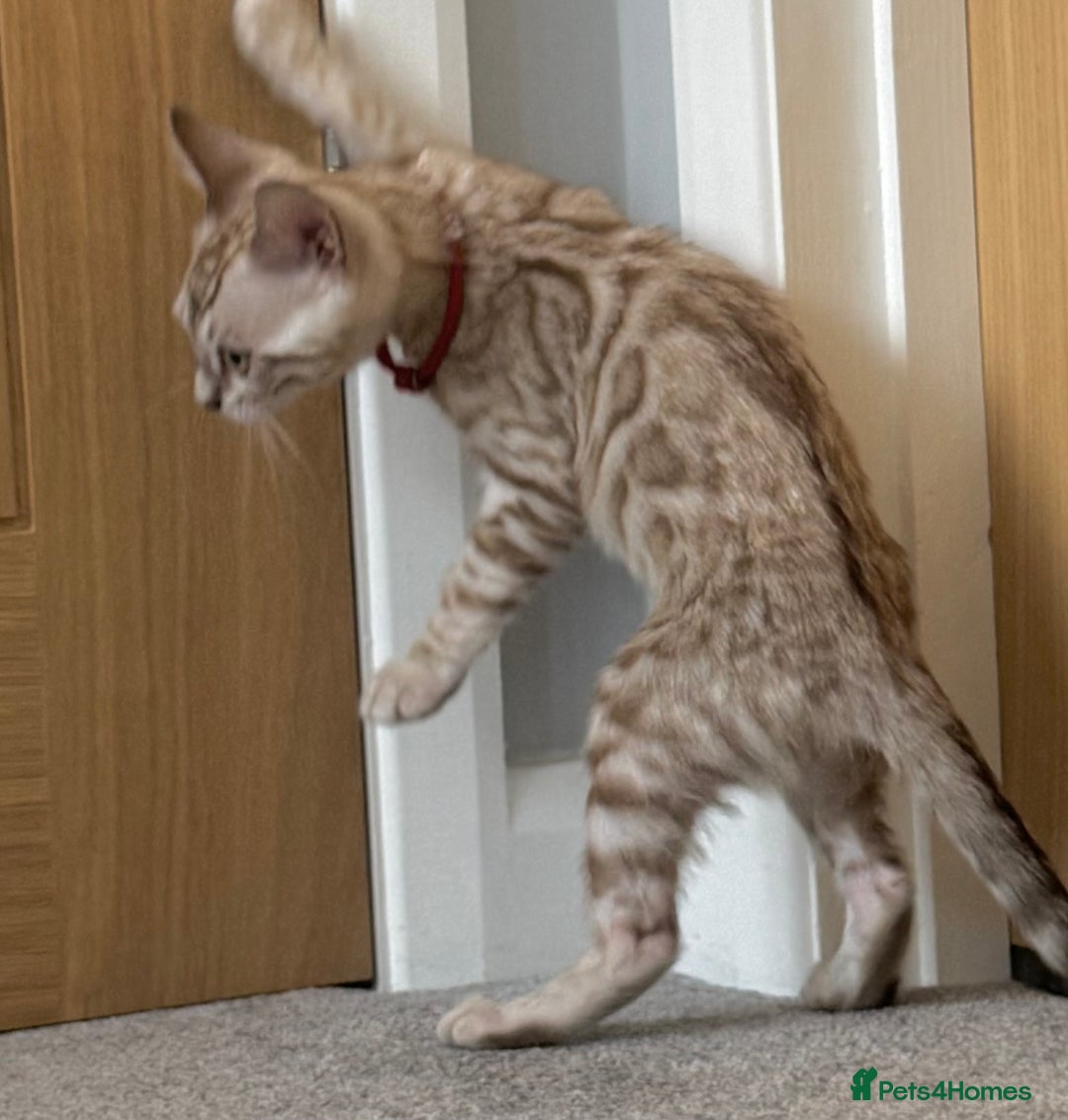 Bengal cats for sale: ❤️Outstanding Silver Mink❤️ Female Bengal TICA Reg - Image 6