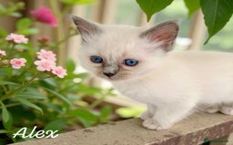 Ragdoll cats for sale: Gorgeous Fluffy Ragdoll Kittens  - Advert 12