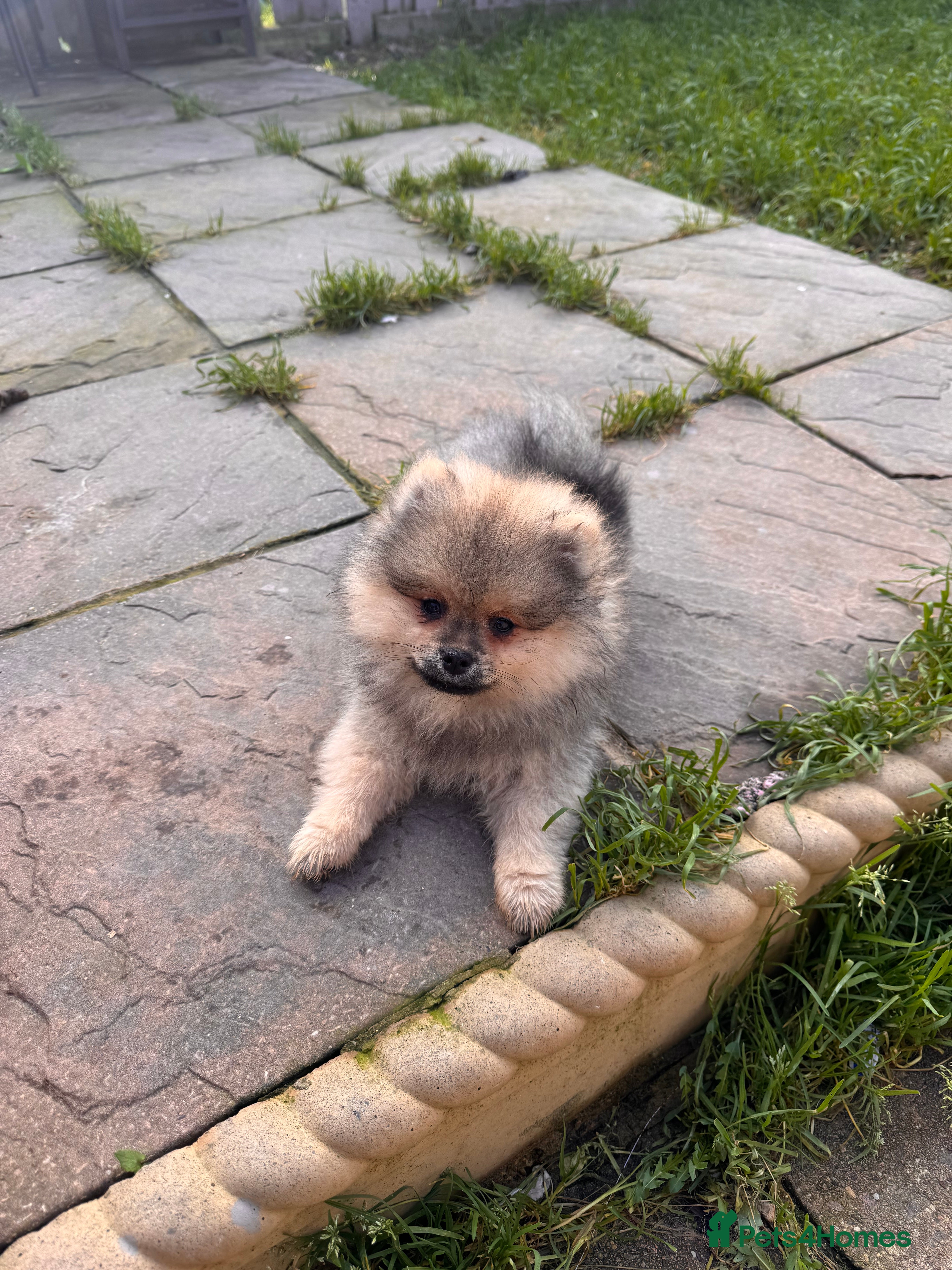 Pomeranian dogs MALE KC TEDDY POM - Advert 18