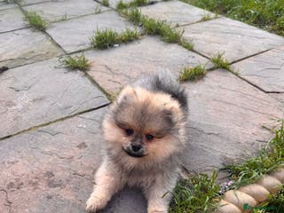 Pomeranian dogs MALE KC TEDDY POM - Advert 9