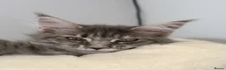 Maine Coon cats for sale: TICA Registered Maine Coon Kittens - Advert 24