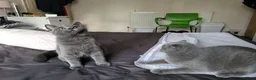 British Shorthair cats for sale: British short hair kitten  in Ilford - Advert 5